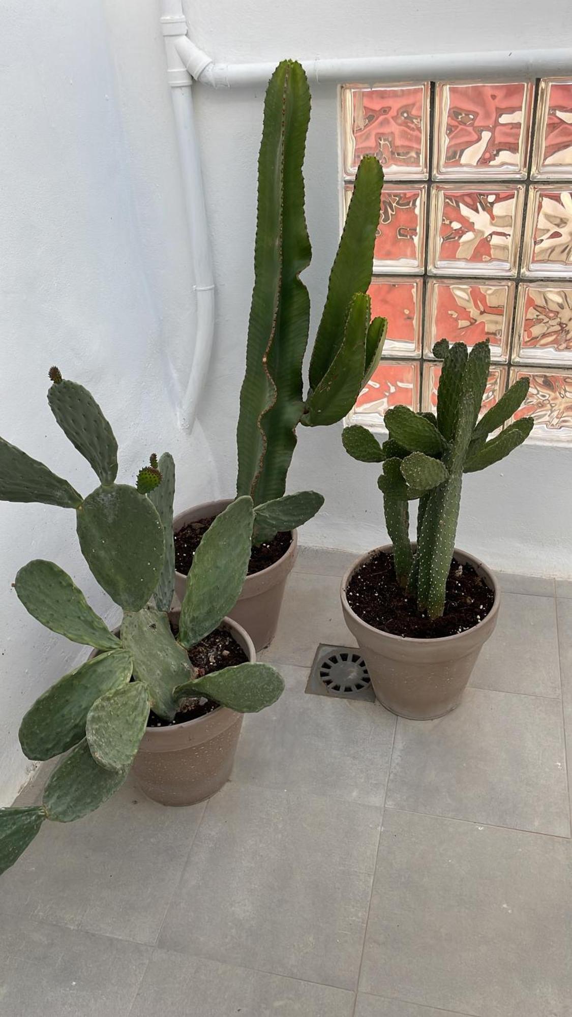 Casa Florinda Tarifa Διαμέρισμα Εξωτερικό φωτογραφία